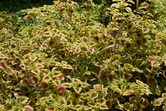 Plectranthus scutellarioides